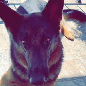 Meet your Posher, Morgan